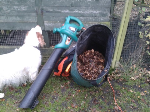 Compost Shredded, Dry Leaves for Leaf Compost Benefits, Davey Blog