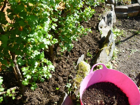 When and how to use compost in the garden or flowerbed